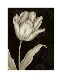Classical Tulip I | Obraz na stenu