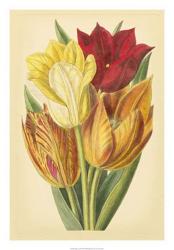 Tulip Array II | Obraz na stenu