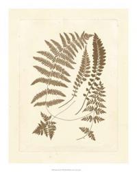 Sepia Ferns II | Obraz na stenu