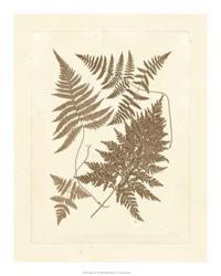 Sepia Ferns VI | Obraz na stenu