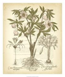 Tinted Besler Botanical I | Obraz na stenu