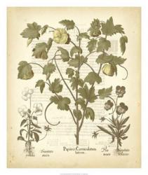 Tinted Besler Botanical IV | Obraz na stenu