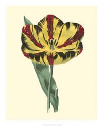 Antique Tulip I | Obraz na stenu