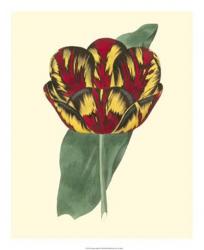 Antique Tulip III | Obraz na stenu