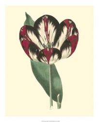 Antique Tulip IV | Obraz na stenu