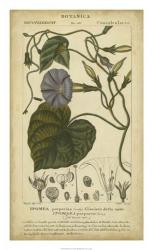 Floral Botanica I | Obraz na stenu