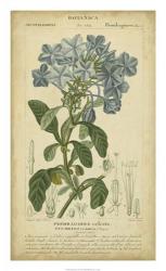 Floral Botanica II | Obraz na stenu