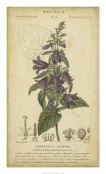 Floral Botanica IV | Obraz na stenu