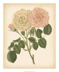Antique Rose III | Obraz na stenu