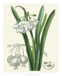 Les Fleurs Blanches I | Obraz na stenu