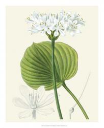 Les Fleurs Blanches II | Obraz na stenu