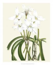 Les Fleurs Blanches III | Obraz na stenu