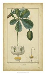 Vintage Turpin Botanical II | Obraz na stenu