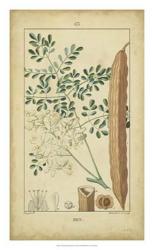 Vintage Turpin Botanical V | Obraz na stenu
