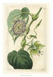 Antique Passionflower I | Obraz na stenu