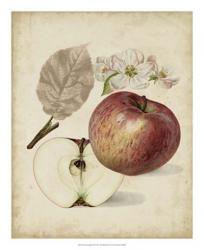 Harvest Apples II | Obraz na stenu