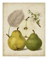 Harvest Pears I | Obraz na stenu