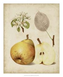 Harvest Pears II | Obraz na stenu