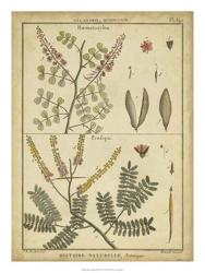 Diderot Antique Ferns II | Obraz na stenu