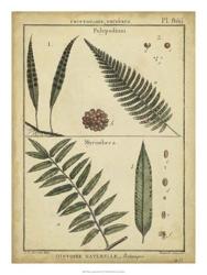 Diderot Antique Ferns III | Obraz na stenu