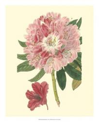 Pink Rhododendron | Obraz na stenu