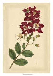 Floral Varieties II | Obraz na stenu