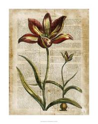 Antiquarian Tulips I | Obraz na stenu