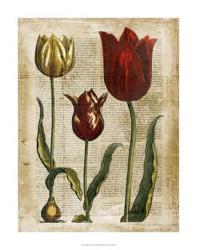 Antiquarian Tulips II | Obraz na stenu