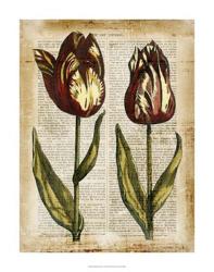 Antiquarian Tulips III | Obraz na stenu