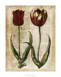 Antiquarian Tulips IV | Obraz na stenu