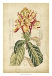Curtis Tropical Blooms IV | Obraz na stenu