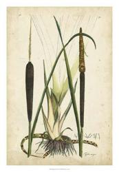 Antique Cattail I | Obraz na stenu