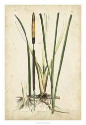 Antique Cattail II | Obraz na stenu