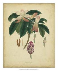 Engelmann Botanical I | Obraz na stenu