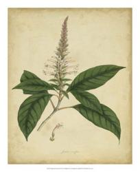 Engelmann Botanical II | Obraz na stenu