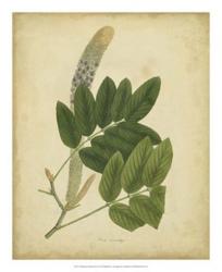 Engelmann Botanical III | Obraz na stenu