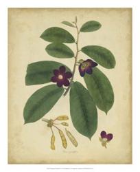 Engelmann Botanical IV | Obraz na stenu