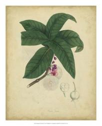 Engelmann Botanical V | Obraz na stenu