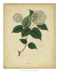 Engelmann Botanical VI | Obraz na stenu