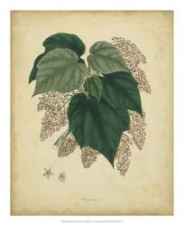 Engelmann Botanical VII | Obraz na stenu