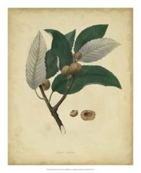 Engelmann Botanical VIII | Obraz na stenu