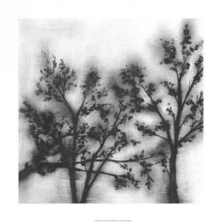 Silvery Trees II | Obraz na stenu