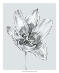 Silvery Blue Tulips II | Obraz na stenu