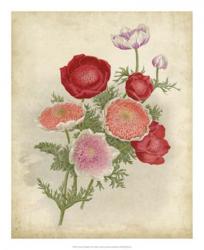 Anemone Florilegium | Obraz na stenu
