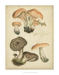 Antique Mushrooms I | Obraz na stenu