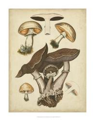 Antique Mushrooms II | Obraz na stenu