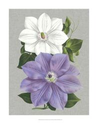 Clematis Blooms I | Obraz na stenu