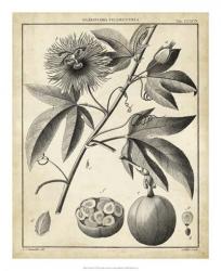 Passiflora I | Obraz na stenu