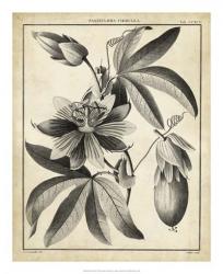 Passiflora III | Obraz na stenu