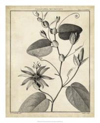 Passiflora VI | Obraz na stenu